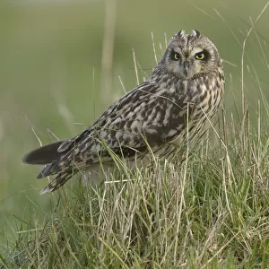 Short eared owl (Asio flammeus) in long grass, Breton Marsh, France, January