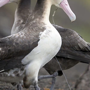 Short Tailed Albatross