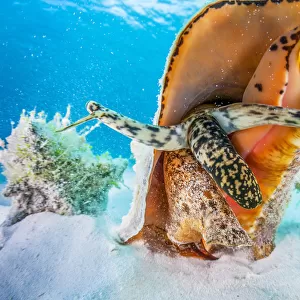A small aggreggation of queen conch (Lobatus gigas) off Cat Island, Bahamas