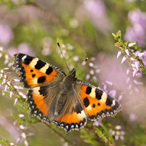 Small tortoiseshell butterfly (Aglais urticae) resting on heather, Westhay, Somerset Levels