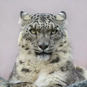 Snow leopard (Panthera uncia) portrait with ears back. Captive