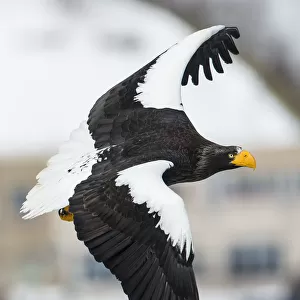 Stellers sea-eagle (Haliaeetus pelagicus) in flight, Hokkaido, Japan, February