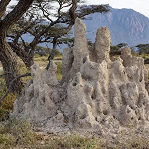 Termite hill and acacia tree, Shaba National Reserve, North Kenya