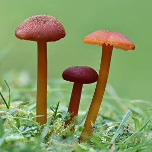 Vermillion Waxcap (Hygrocybe miniata) Group of three toadstools, Buckinghamshire