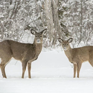 White-tailed deer (Odocoileus virginianus) doe and fawn standing on snow covered pond