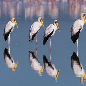 Four Yellow-billed storks (Mycteria ibis) standing in water, Lake Nakuru, Nakuru National Park