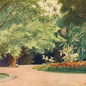 A Bamboo Grove - Botanical Gardens, 1914. Artist: Edgar L Pattison
