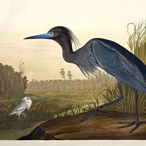 Blue Crane or Heron, Ardea Coerulea, 1845
