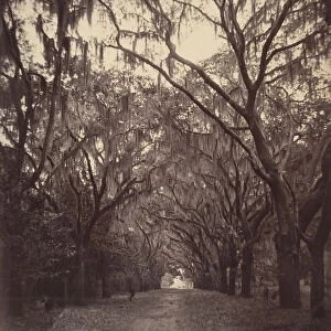 Bonaventure Cemetery, Four Miles from Savannah, 1866. Creator: George N. Barnard