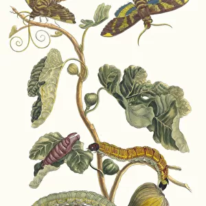 Figuier d Amerique. From the Book Metamorphosis insectorum Surinamensium, 1705