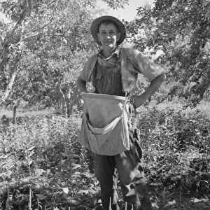 Fruit tramp, Yakima Valley, Wahington, 1939. Creator: Dorothea Lange
