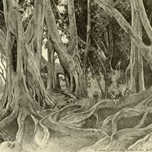 Giant trees in the botanical gardens, Peradeniya, Kandy, Ceylon, 1898
