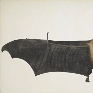 Indian Flying Fox also known as Great Indian Fruit Bat; Pteropus Giganteus, c1800