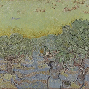 Olive grove with two olive pickers, 1889