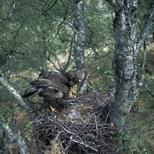 Pair of buzzards on the nest