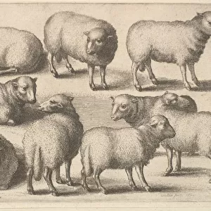 Nine sheep, 1646. Creator: Wenceslaus Hollar