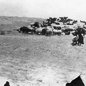 Sheep grazing outside Samarra, Mesopotamia, 1918