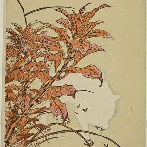 White Rabbit and Amaranth, c. 1771. Creator: Isoda Koryusai