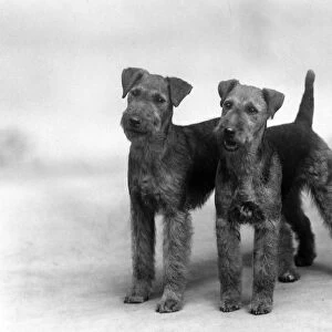 Fall / Welsh Terrier / 1937