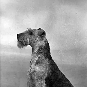 Fall / Welsh Terrier / 1949