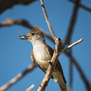 An Ash-Throated Flycatcher (Myiarchus Cinerascens) Captures Insects For Nestlings; Willows, California, United States Of America