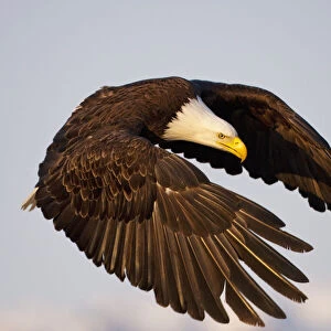 Bald Eagle Preparing To Land At Homer Spit, Kenai Peninsula, Alaska