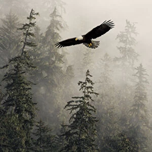 Bald Eagle Soaring In Flight Through Misty Tongass Nat Forest Se Alaska Summer Composite
