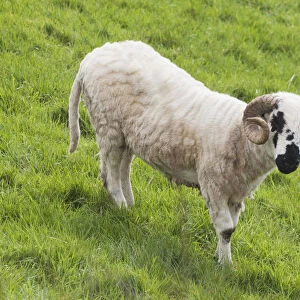 Black faced sheep; Dingle peninsula county kerry ireland