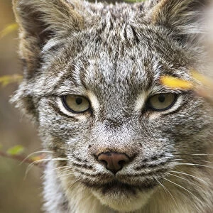 Canadian Lynx (Lynx Canadensis) Walking Through The Underbrush; Yukon, Canada