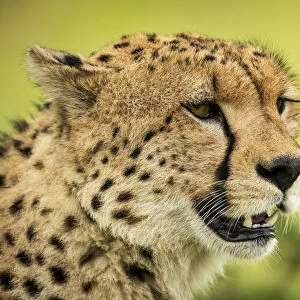Close-up of cheetah face against blurred background
