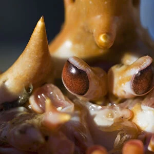 Close-Up Shot Of The Eyes Of A Golden King Crab. Southeast, Alaska Winter