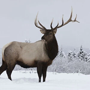 An Elk (Cervus Canadensis) Standing In A Field Of Snow With Frozen Trees In The Background
