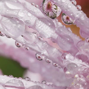 Flower Petals With Raindrops; Portland, Oregon, United States of America
