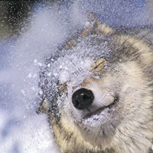 Gray Wolf (Canis Lupus) Shaking Snow Off Face, Rocky Mountains