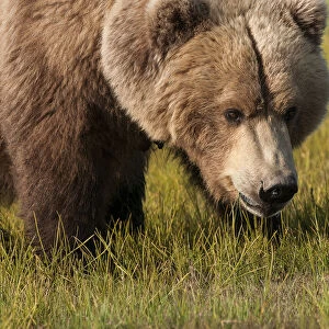 A Grizzly Bear (Ursus Arctos Horribilis); Alaska, United States Of America