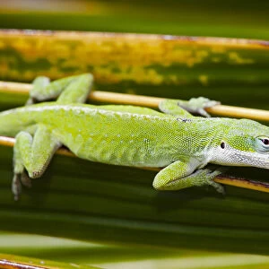 Hawaii, Green Anole Lizard (Anolis Carolinensis Porcatus), Clings To A Palm Frond