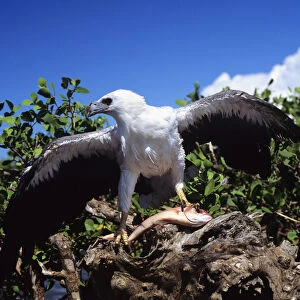 Indonesia, White Bellied Sea Eagle (Haliaeetus Leucogaster) Holding A Fish With Wings Spread