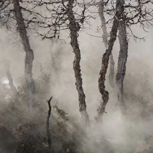 Juniper trees through misty steam Mammoth Hot Springs, Yellowstone Natural Park, Wyoming, USA