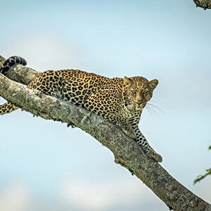 Leopard lies on diagonal branch looking down