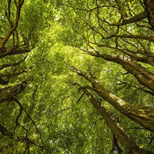 Lush green tree canopy
