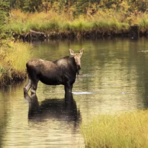 Moose (Alces Alces) Feeding In A Shallow Pond South Of Cantwell, Photo Taken From Parks Highway Common Moose Habitat; Alaska, United States Of America