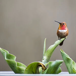 Perched male Rufous hummingbird