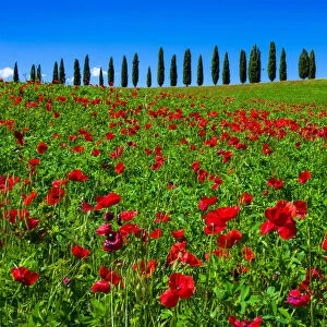 Poppies, Tuscany, Italy