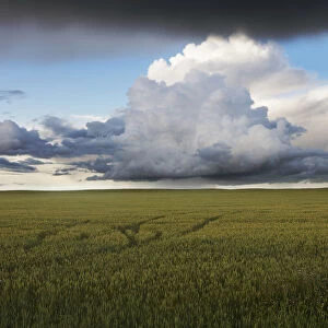 Storm Clouds Over A Grain Field During The Summer In Central Alberta