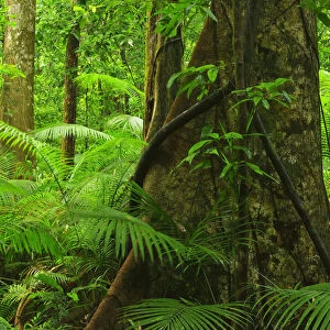 Tree in Daintree Rainforest, Mossman Gorge, Daintree National Park, Queensland, Australia