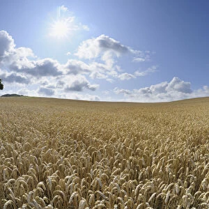 Wheat Field, Hesse, Germany