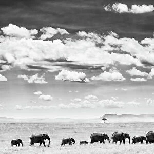 African Elephant (Loxodonta africana) herd of African elephants crossing savannah, Maasai Mara National Reserve, Rift Valley Province, Kenya