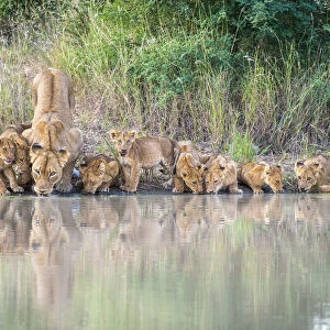 African Lion (Panthera leo) mother and cubs drinking at pool, South Africa, Limpopo