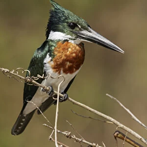 Amazon Kingfisher (Chloroceryle amazona), Pantanal, Brazil