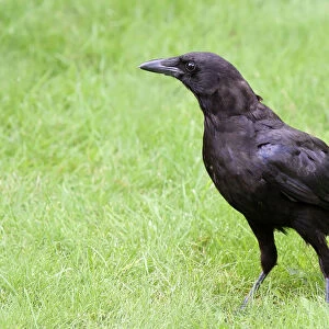 American Crow (Corvus brachyrhynchos), Saskatchewan, Canada